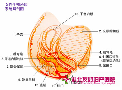 患了盆腔炎會有哪些癥狀