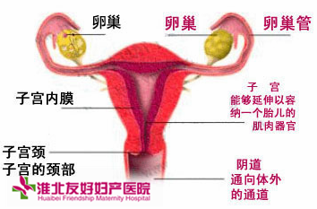 女性如何區(qū)分慢性盆腔炎與急性盆腔炎