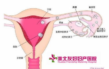 子宮內(nèi)膜炎哪種方法比較有效?