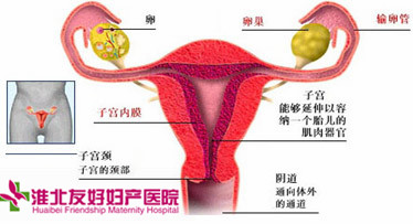 女性患宮頸息肉對生育有影響嗎?