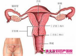 宮頸息肉治療一般多少錢