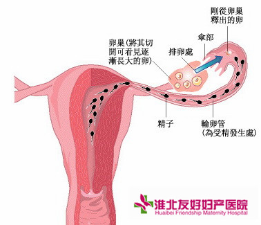 附件炎癥狀表現(xiàn)有哪些